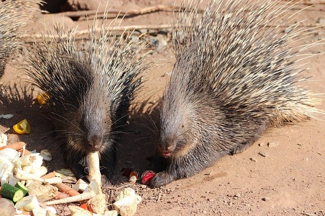 Free download Porcupine Animal Mammal -  free photo or picture to be edited with GIMP online image editor