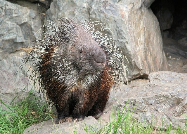 Free download Porcupine Quills Spines -  free photo or picture to be edited with GIMP online image editor