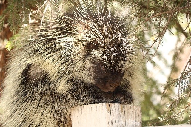 Free download Porcupine Wildlife Nature -  free photo or picture to be edited with GIMP online image editor