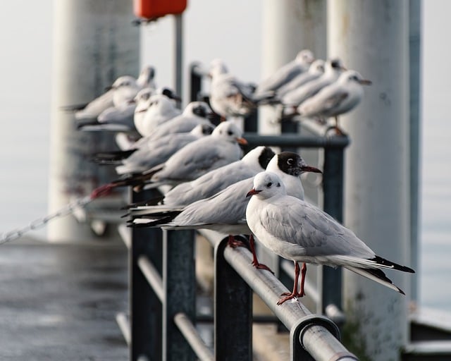 Free download port birds wildlife lutry vaud free picture to be edited with GIMP free online image editor