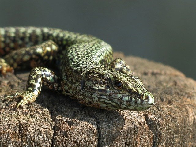 دانلود رایگان Portrait Lizard Nature - عکس یا تصویر رایگان قابل ویرایش با ویرایشگر تصویر آنلاین GIMP