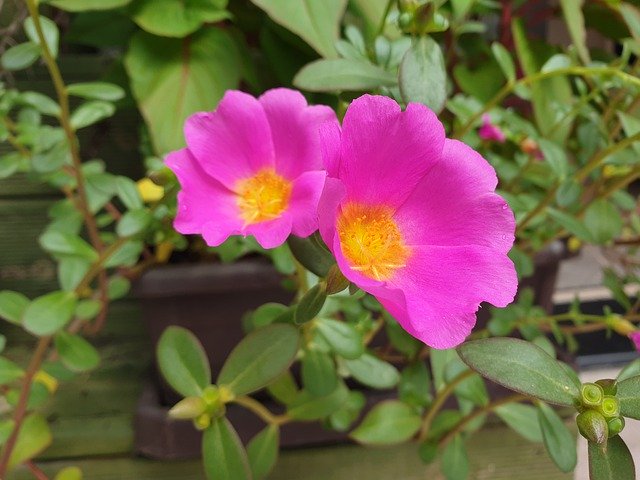 Free download Portulaca Grandiflora Flower -  free photo or picture to be edited with GIMP online image editor