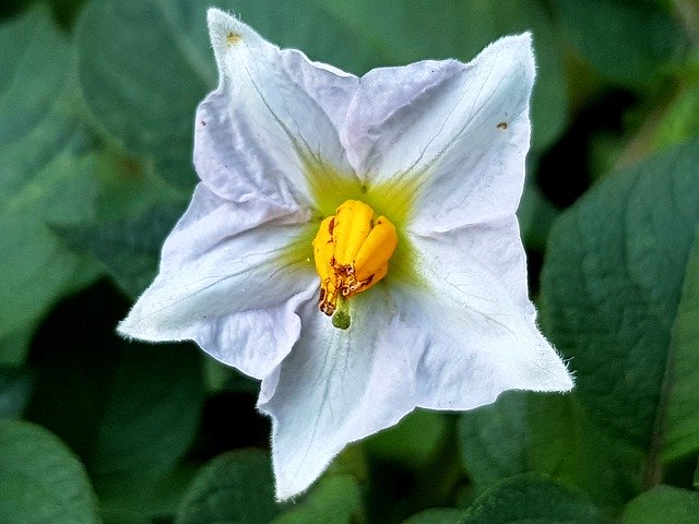 Free download Potato Blossom Bloom -  free photo or picture to be edited with GIMP online image editor