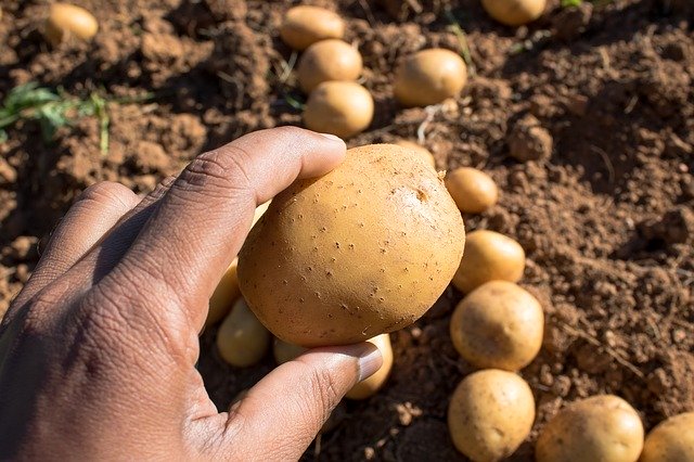 Free download Potatoes Root Out Sri Lanka -  free photo or picture to be edited with GIMP online image editor