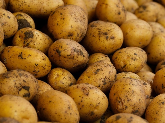 Free download potatoes vegetable agriculture free picture to be edited with GIMP free online image editor