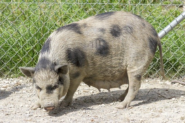 Free download Pot-Bellied Pig Swine -  free photo or picture to be edited with GIMP online image editor