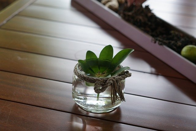 Free download Potted Plant Interior Ornament -  free photo or picture to be edited with GIMP online image editor