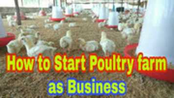 Free download Poultry Business free photo or picture to be edited with GIMP online image editor