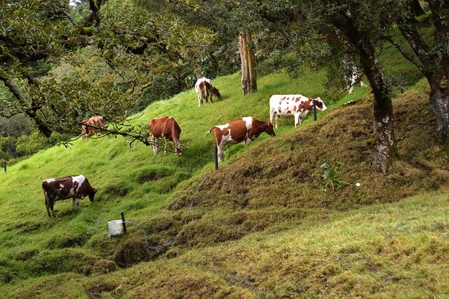 Free download Prado Cows Livestock -  free photo or picture to be edited with GIMP online image editor