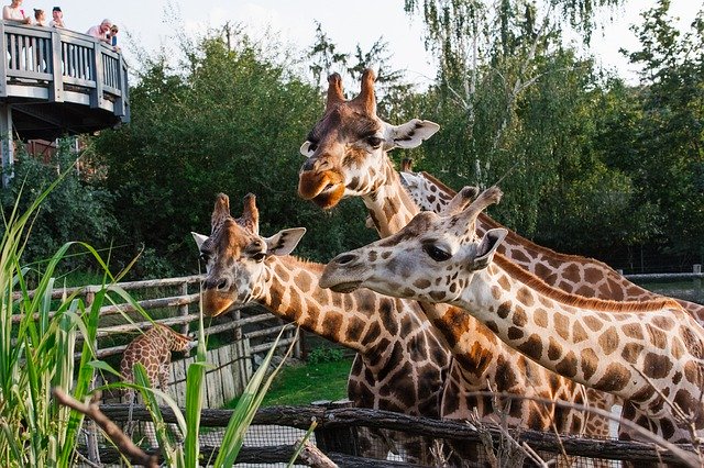 Free download Prague Zoo Giraffes -  free photo or picture to be edited with GIMP online image editor