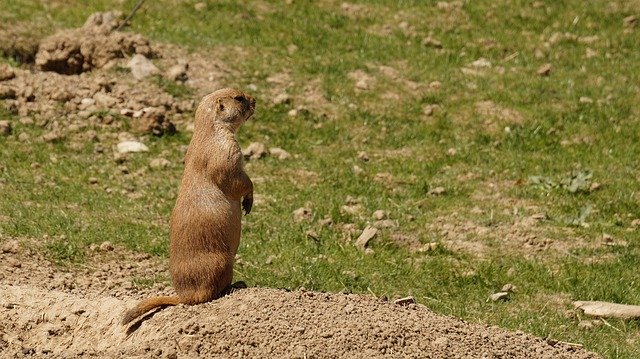 Kostenloser Download Präriehund Tier Tiere - kostenloses Foto oder Bild zur Bearbeitung mit dem Online-Bildeditor GIMP