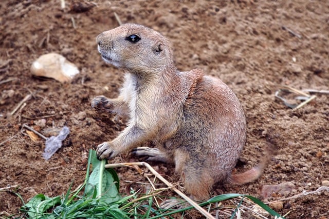 Free download prairie dog mammal rodent wild free picture to be edited with GIMP free online image editor