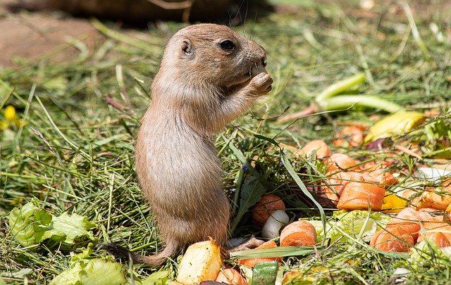 Free download Prairie Dog Rodent Animal -  free photo or picture to be edited with GIMP online image editor