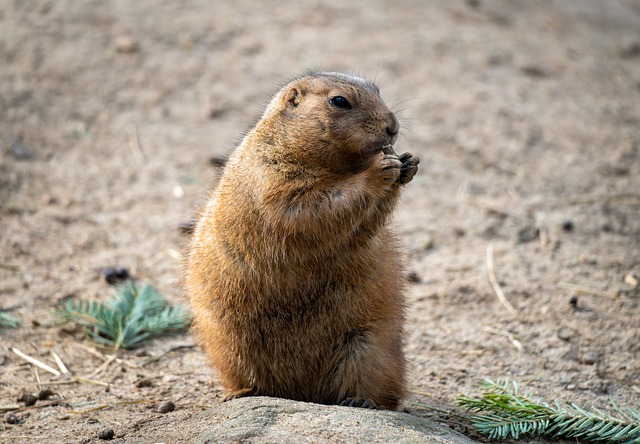 Free download prairie dog rodent animal wildlife free picture to be edited with GIMP free online image editor