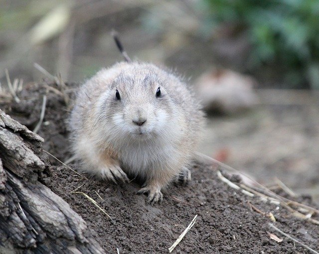 Free download Prairie Dogs Prériový Rodent -  free photo or picture to be edited with GIMP online image editor