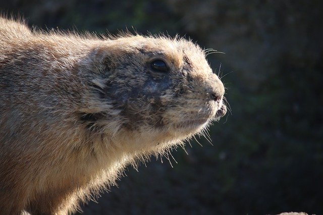 Free download Prairie Dog Zoo -  free photo or picture to be edited with GIMP online image editor