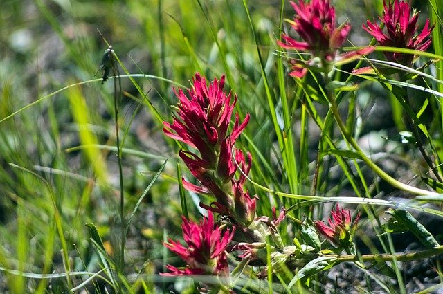 Free download Prairie-Fire Indian Paintbrush -  free photo or picture to be edited with GIMP online image editor