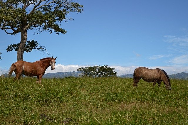 Free download Prairie Horse Horses -  free photo or picture to be edited with GIMP online image editor