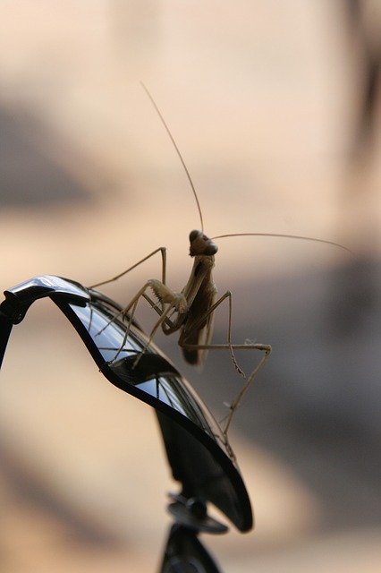 Free download Praying Mantis Africa -  free photo or picture to be edited with GIMP online image editor