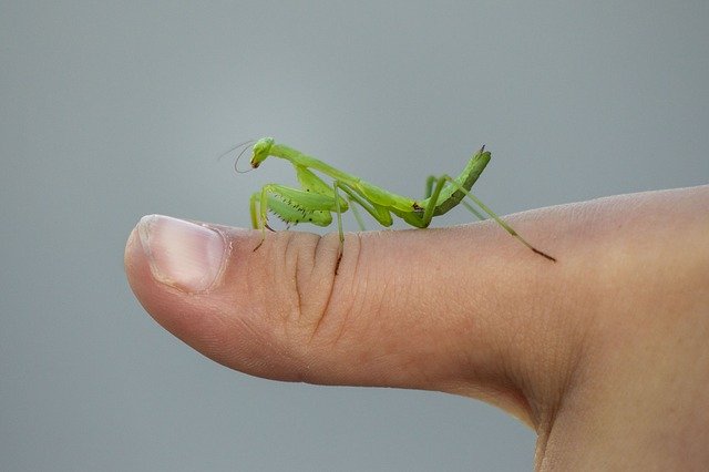 Free download Praying Mantis Insect Green -  free photo or picture to be edited with GIMP online image editor