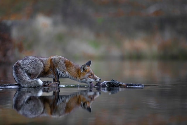 Free download predators fox wild autumn species free picture to be edited with GIMP free online image editor