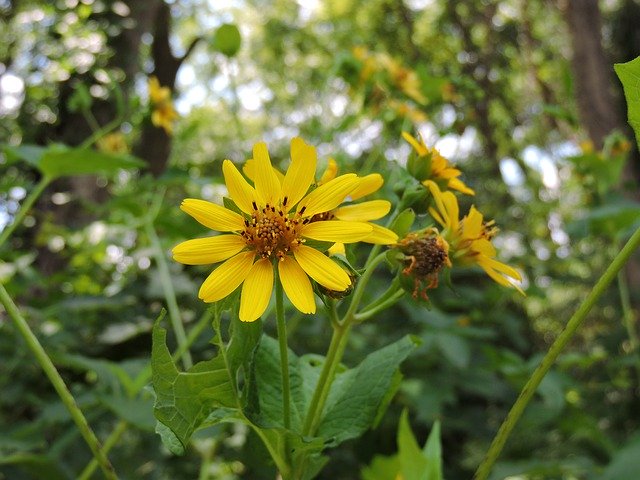 Free download Pretty Yellow Daisy -  free photo or picture to be edited with GIMP online image editor