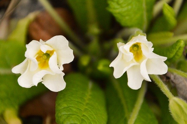 Free download Primrose Flower Spring -  free photo or picture to be edited with GIMP online image editor