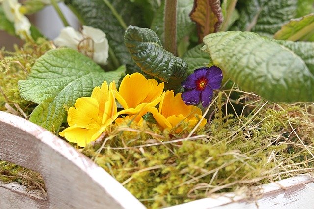 Free download Primrose Spring Moss Table -  free photo or picture to be edited with GIMP online image editor