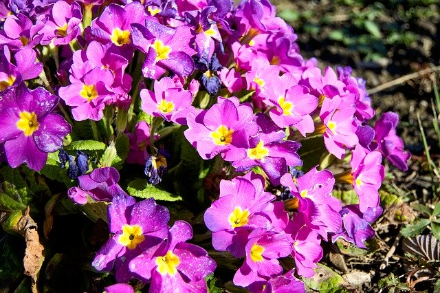 Free download Primroses Spring Nature -  free photo or picture to be edited with GIMP online image editor