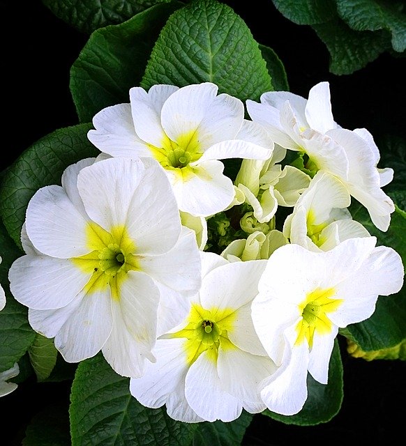 Free download Primroses White Blossom -  free photo or picture to be edited with GIMP online image editor