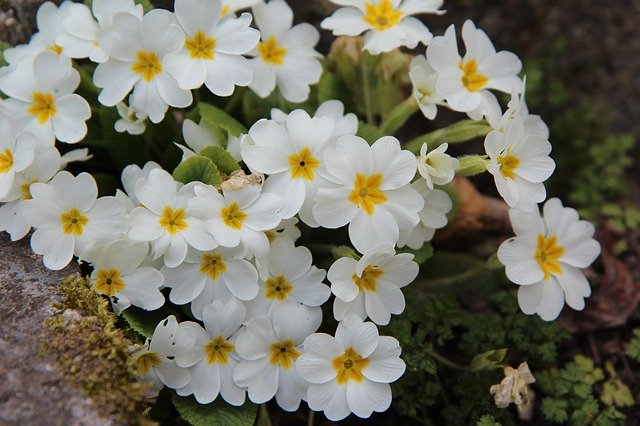 Scarica gratuitamente Primroses White Nature: foto o immagine gratuita da modificare con l'editor di immagini online GIMP