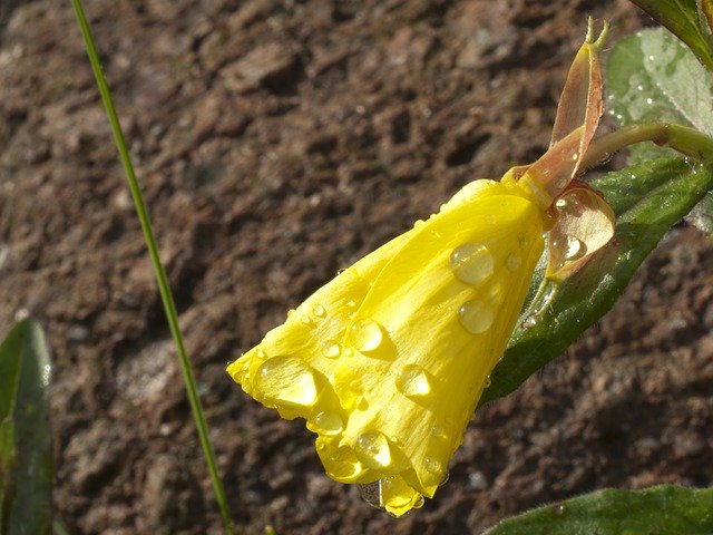 Free download Primroses Yellow Flower -  free photo or picture to be edited with GIMP online image editor