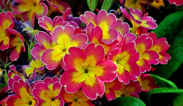 Free download Primula Flowers Colorful -  free photo or picture to be edited with GIMP online image editor