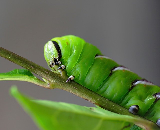 Free download Privet-Hawk-Moth Caterpillar Green -  free photo or picture to be edited with GIMP online image editor