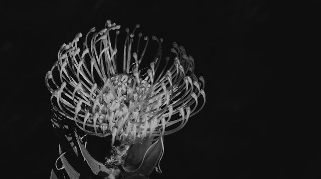 Free download Protea Flower Black And White -  free photo or picture to be edited with GIMP online image editor