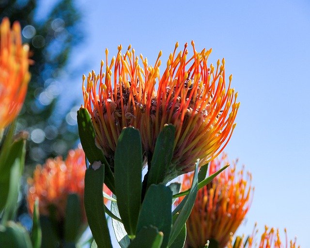 Free download Protea Flower Exotic South -  free photo or picture to be edited with GIMP online image editor