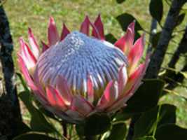 Free download Protea free photo or picture to be edited with GIMP online image editor