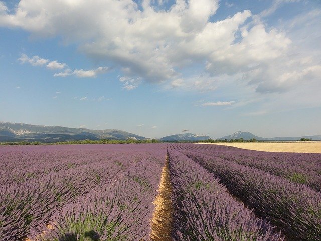 Free download Provence Lavender Summer -  free photo or picture to be edited with GIMP online image editor