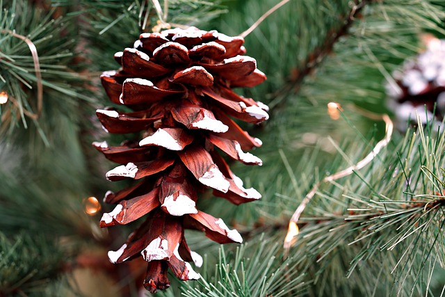 Free download prune pine cone tree christmas tree free picture to be edited with GIMP free online image editor