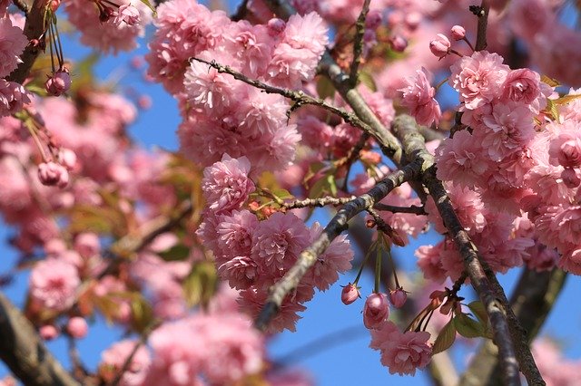 Free download Prunus Blossom Bloom -  free photo or picture to be edited with GIMP online image editor