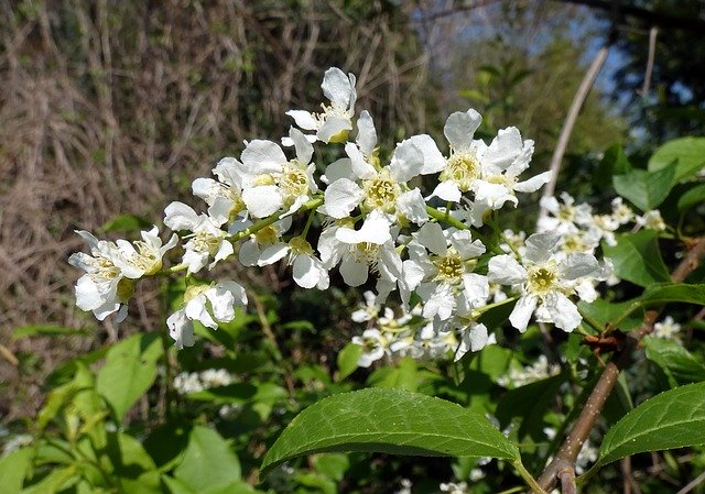 Free download Prunus Padus Bird Cherry Flower -  free photo or picture to be edited with GIMP online image editor