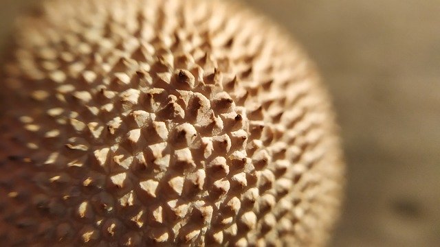 Free download Puffball Mushroom Macro Lycoperdon -  free photo or picture to be edited with GIMP online image editor