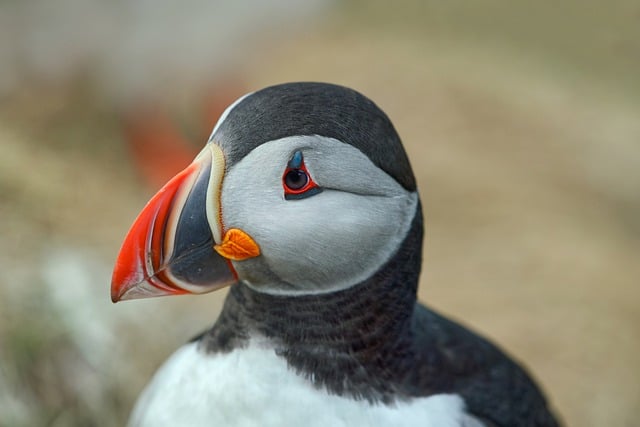 Free download puffin bird beak seabirds free picture to be edited with GIMP free online image editor