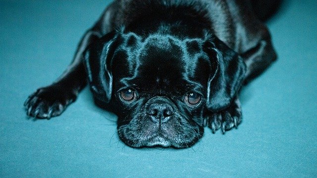 Free download Pug Black Puppy Dog -  free photo or picture to be edited with GIMP online image editor