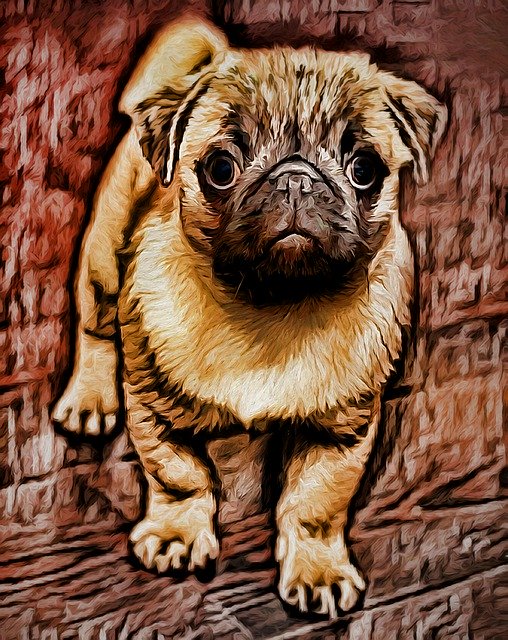 Free download Pug Dog Pet -  free illustration to be edited with GIMP free online image editor