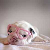 Free download Pug in glasses free photo or picture to be edited with GIMP online image editor