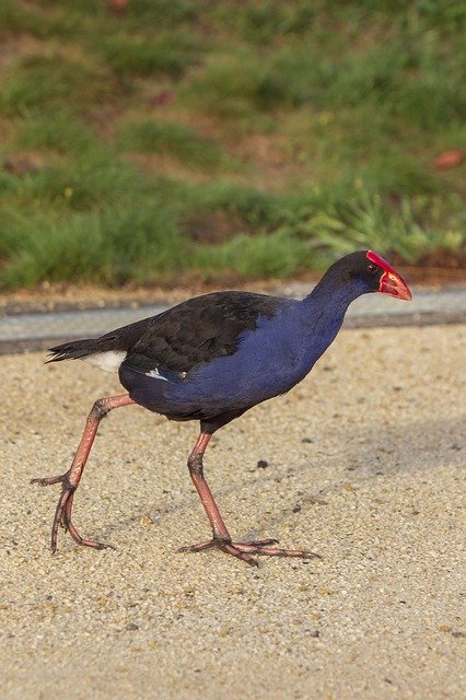 Free download Pukeko Bird Walking -  free photo or picture to be edited with GIMP online image editor