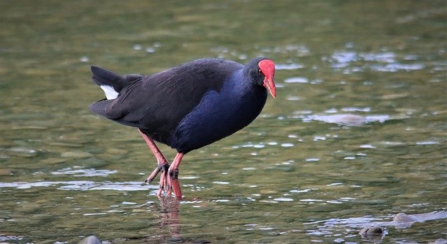 Free download pukeko wading new zealand bird free picture to be edited with GIMP free online image editor