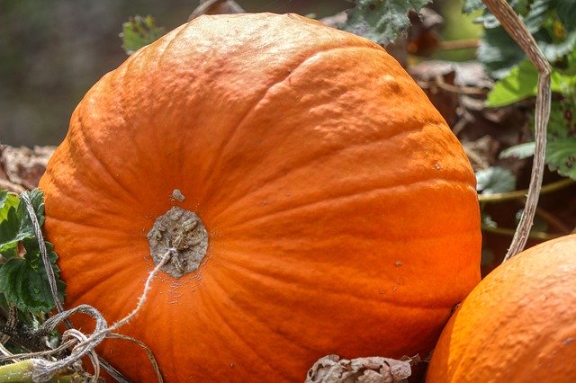 Free download Pumpkin Autumn Vegetables -  free free photo or picture to be edited with GIMP online image editor