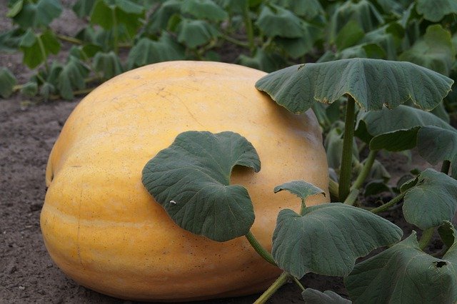 Free download Pumpkin Field Orange -  free photo or picture to be edited with GIMP online image editor